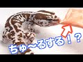 爬虫類版ちゅ〜るをヤモリにあげたら可愛すぎた！【レプタイルピューレ】