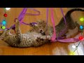 Christmas Cuteness! | Too Cute! | Animal Planet
