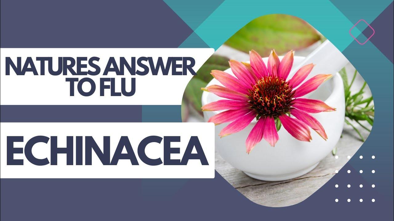 How Echinacea Can Help You Fight Off Colds and Flu YouTube