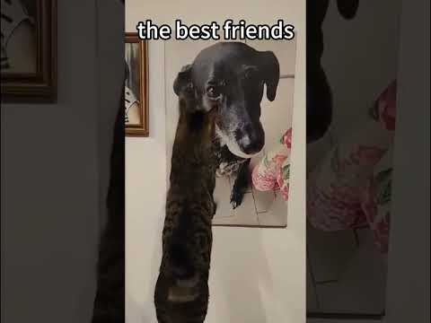 Кот и собака лучшие друзья. Cat and dog are best friends. #fantasy #cat #catvideos #dog #pets