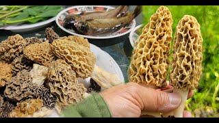 Morel Mushrooms Foraging In Minnesota - Yos De Nceb Morels.