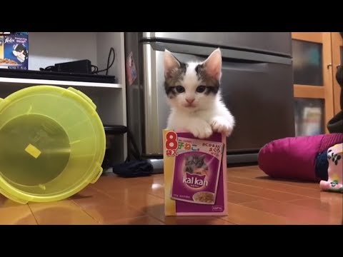 try-not-to-laugh!-funny-short-clips-of-hinoki-the-cat.part7