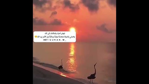 قرآن كريم بصوت القارئ هزاع البلوشي 🍃🌴 حالات واتس اب دينية مقاطع انستقرام دينية مقاطع دينية قصيرة