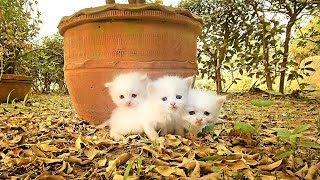 The four kittens lost their mother for many days in the woods