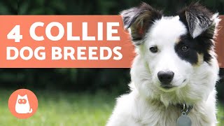 4 Types of COLLIE DOG BREEDS  Do You Know Them All?