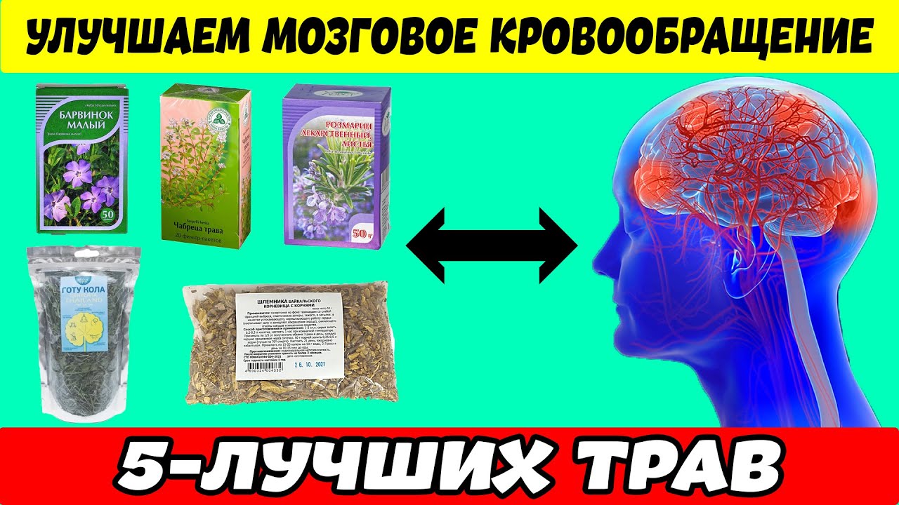 Кровообращение головного мозга травы
