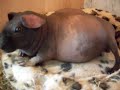 Baby's moving in skinny pig belly