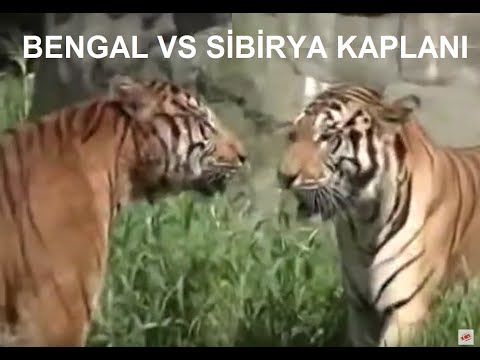 Bengal Kaplanı VS Sibirya (Amur) Kaplanı