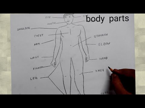 Easy Human Body Parts Drawing For Beginners - Youtube