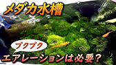 メダカ飼育におすすめのスポンジフィルター エアーレーションって必要なの 媛めだか エアレーション Youtube