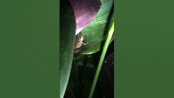 Thumbnail of Coqui frog