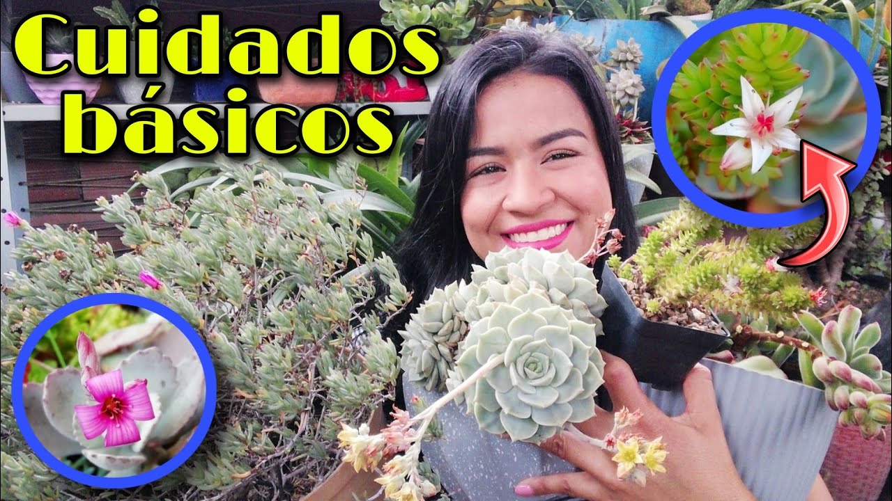 TOP 10: suculentas con flor + nombres #mitopflor 🌺 | Jardines by Angie