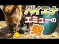 【衝撃】ハイエナにエミューの卵をあげたらまさかの殻まで【捕食】