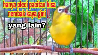 PLECI GACOR NEMBAK RAPET WIT WIT cocok buat latih mental pleci bakalan || masteran pleci pacitan