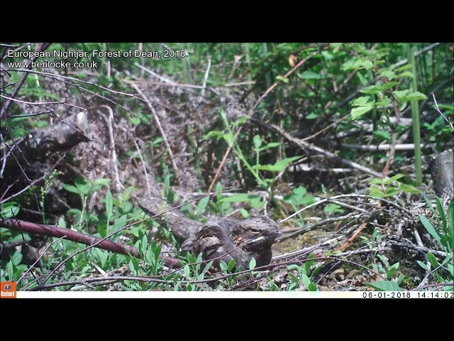 European Nightjar