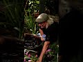 Water Gardening with The Gestalt Gardener Felder Rushing