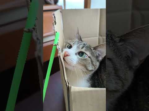 猫の見え隠れ - Cats in a box - #Shorts