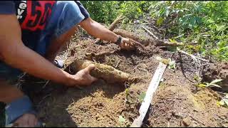 Ramai libur sekolah pergi ketempat ibu membawa oleh-oleh hasil panen kebun