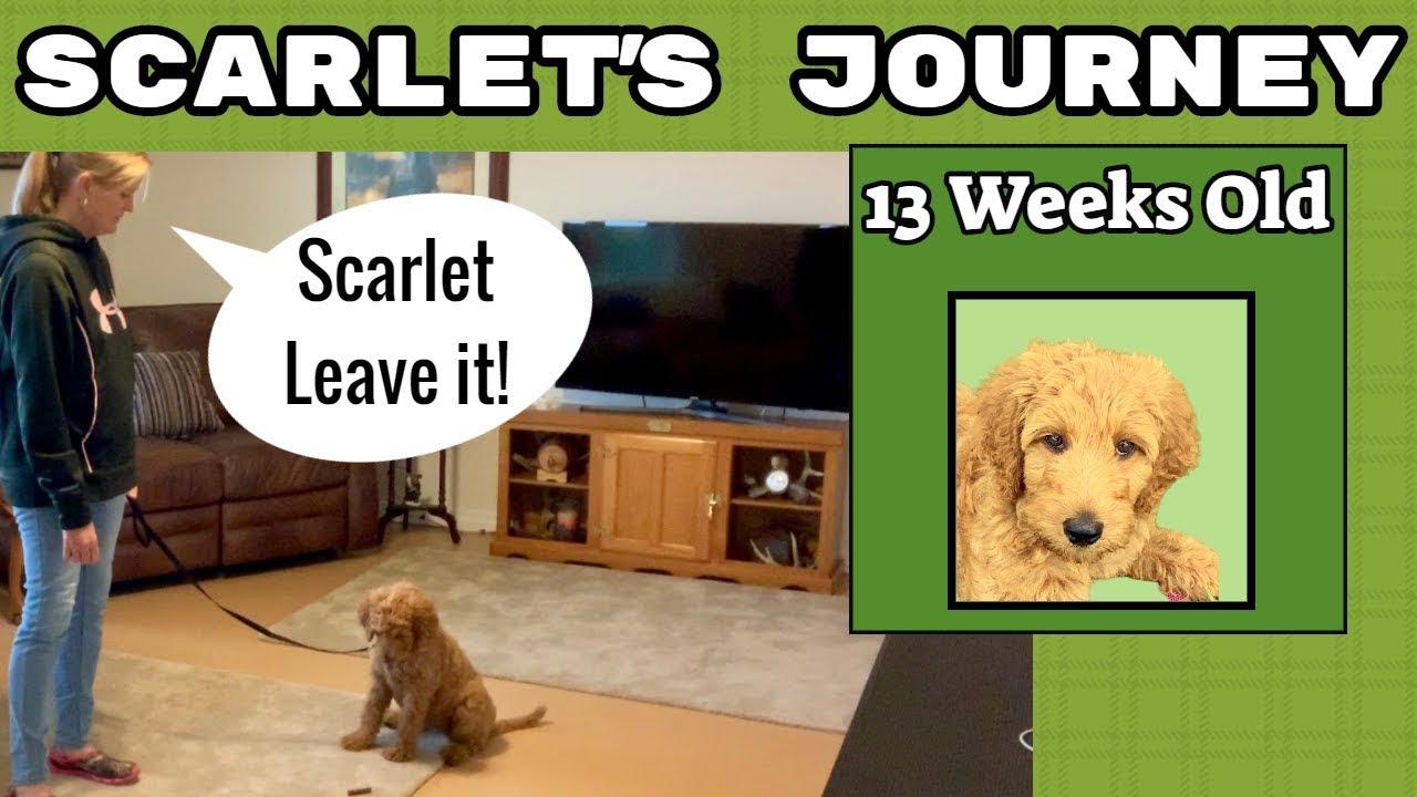 27 HQ Pictures Goldendoodle Puppy Obedience Training / Are Goldendoodles Hard To Train? Potty Training to Chewing ...