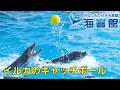 下関市立しものせき水族館「海響館」 イルカ＆アシカのプレゼンテーション