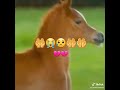 اغاني الاسلام اغاني الاسلام
