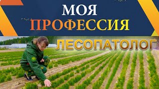 Моя профессия - Лесопатолог