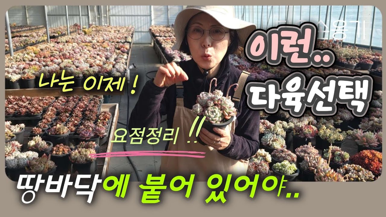 《다육선택》키워보니 이런 다육들 선택하면 오래 키울수 있어요❗️까다롭지 않는 다육 고르기 [다육식물]