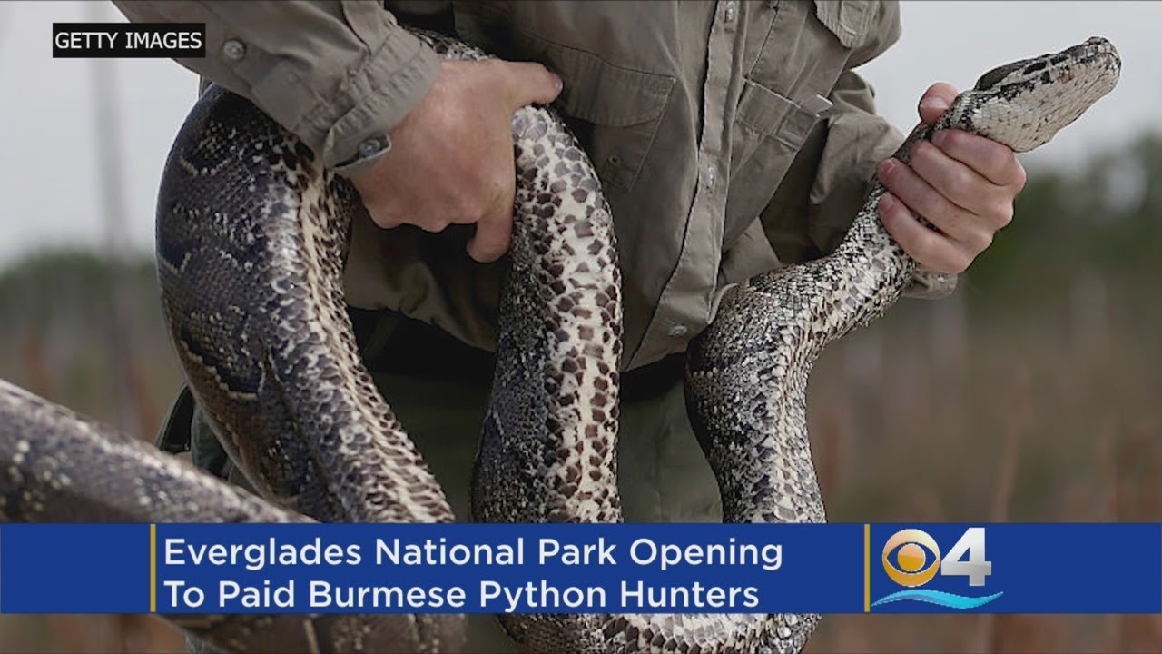 Florida Python Hunters Get Access To Everglades National Park - YouTube