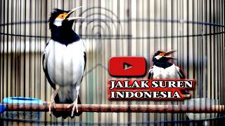 JALAK SUREN BERKICAU BONGKAR ISIAN MEWAH pintar MEMBUAT JALAK JADI BERKICAU