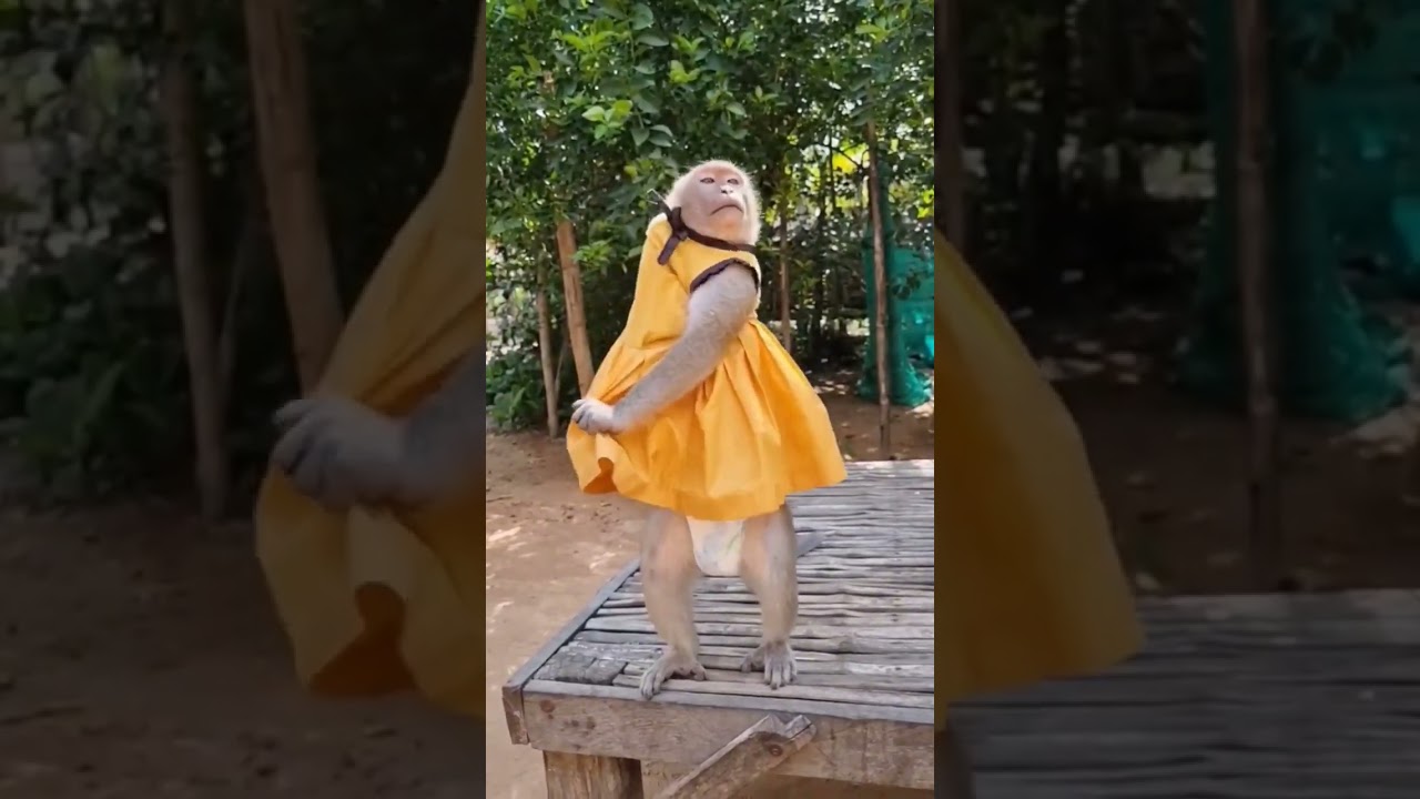 monkey wear clothes 