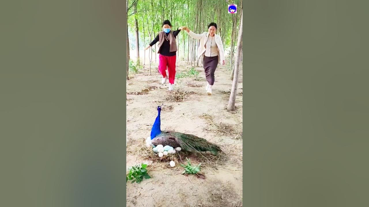 Peacock dancing video #peacock #shorts #love #song #bollywood #hindisong Peacock dancing video #peacock #shorts #love #song #bollywood #hindisong