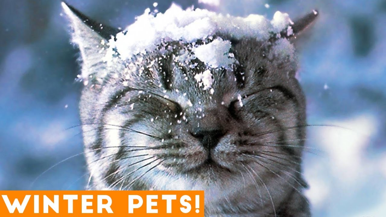 Funniest Winter Animal Video Compilation 2018 | Funny Pet Videos ...