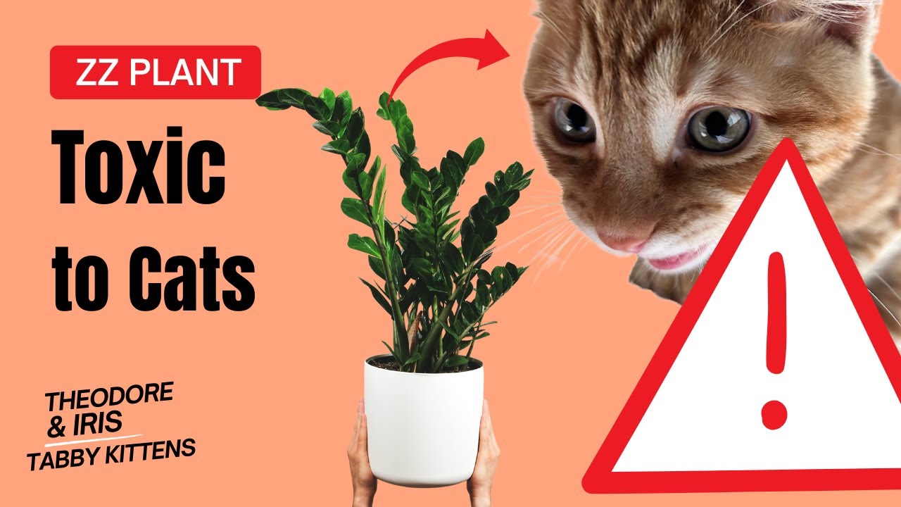 ZZ Plant Toxic to Cats Symptoms, Dangers & Safe Alternatives