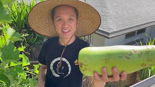 Farm To Table Harvesting And Cooking Opo Squash