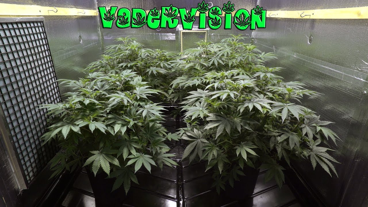 2018 Cali Legal Grow * Day 52 *  First day of Flower check up