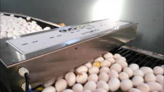 Ovocont - Contadores de ovos para esteiras ( Egg counter )