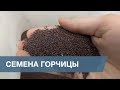 Сортировка Семян Горчицы / Mustard Seeds Sorting