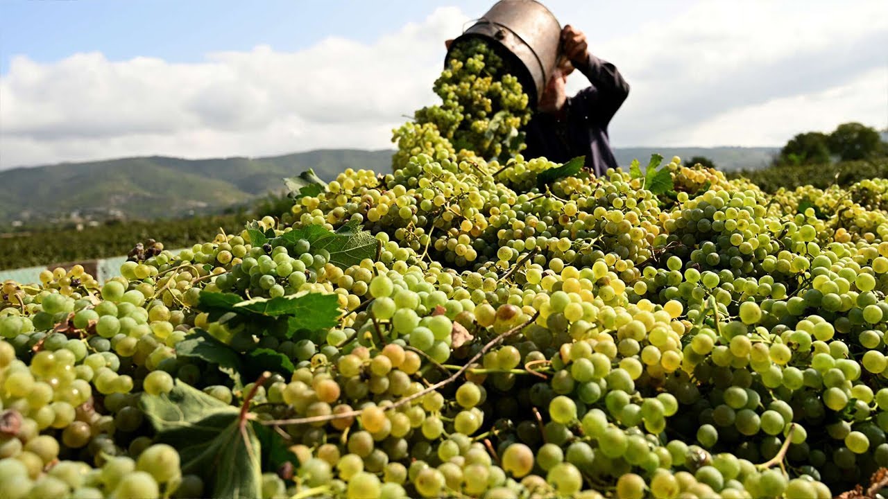 Засуха и осенние ливни испортили урожай винограда в Грузии