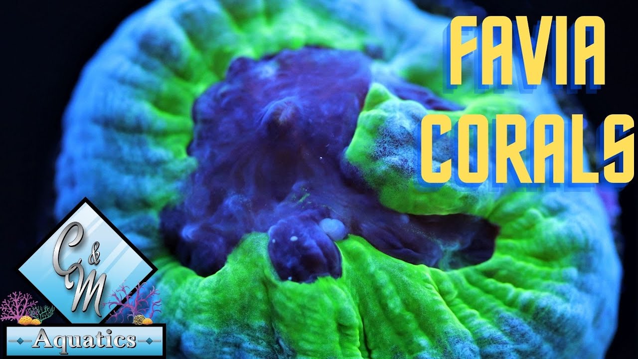 Favia coral care and tips