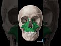 Bones in the human skull.#humanity #bones #humanbones @ssteller11