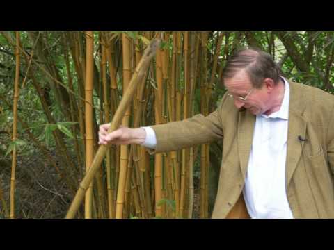Pruning bamboo - Burncoose Nurseries - YouTube