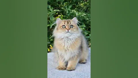 Video 7295581: scottish longhair, cats scottish highland, scottish kitten, golden scottish, lovely scottish