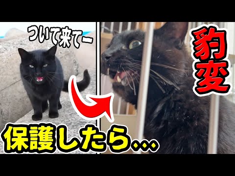 猫の黒ちゃんねる