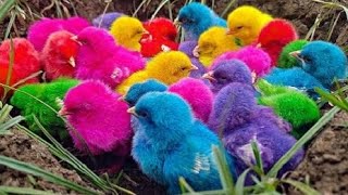 Tangkap Ayam Lucu, Ayam Warna Warni, Ayam Rainbow Gokil, Ayam Pelangi, kucing, Kelinci, Dunia Hewan