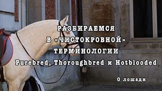 Purebred, Thoroughbred и Hotblooded . Чистокровная лошадь