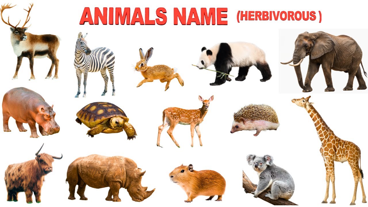 30 Wild Animals Name and Sound for Kids | Learn Plant-Eating Animals | Herbivorous