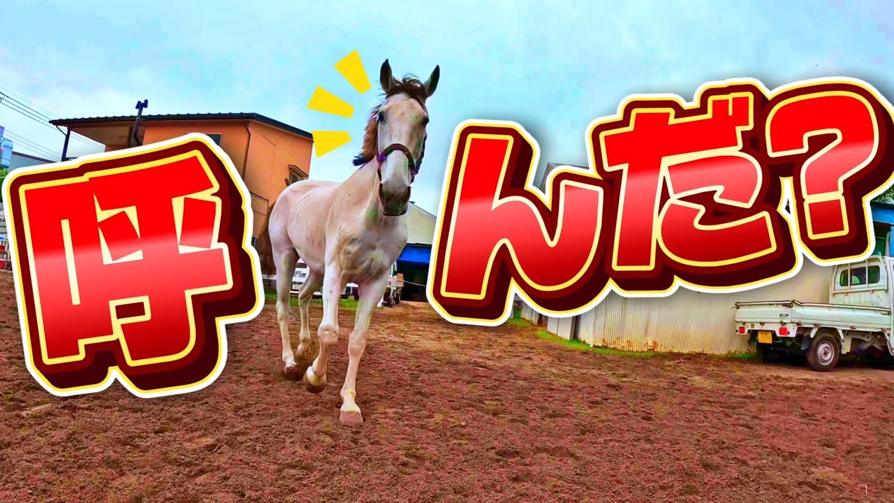 牧場ウマウマ 放牧中、嬉しそうに駆け寄って来る大きな白馬が可愛すぎた件について