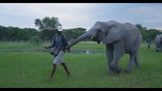 Orphaned Elephants Moved to Soft Release - Elephant Havens screenshot 5