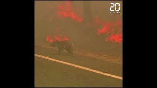 Une Australienne sauve un koala des flammes