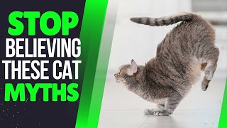 5 Myths About Cats That You Need to Stop Believing